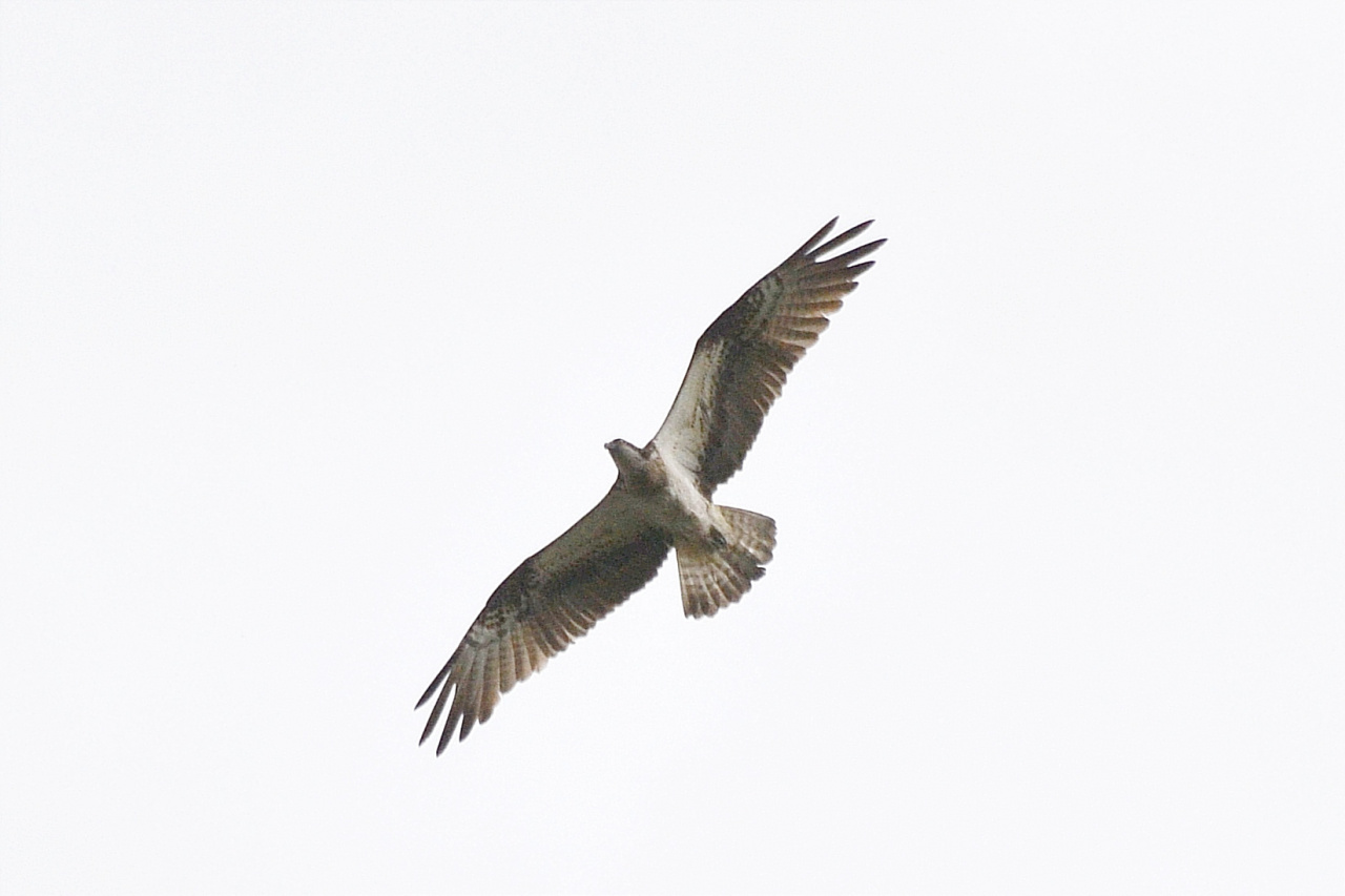 Итоги экспедиции биологов нашего университета